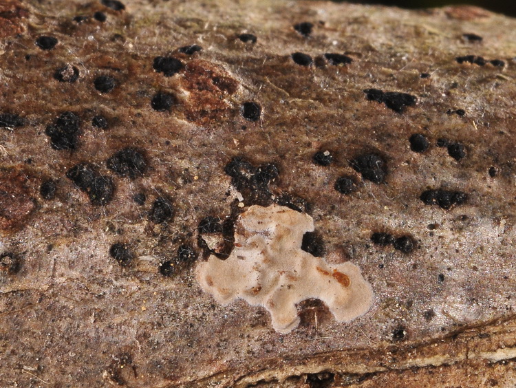 Xylobolus frustulatus?